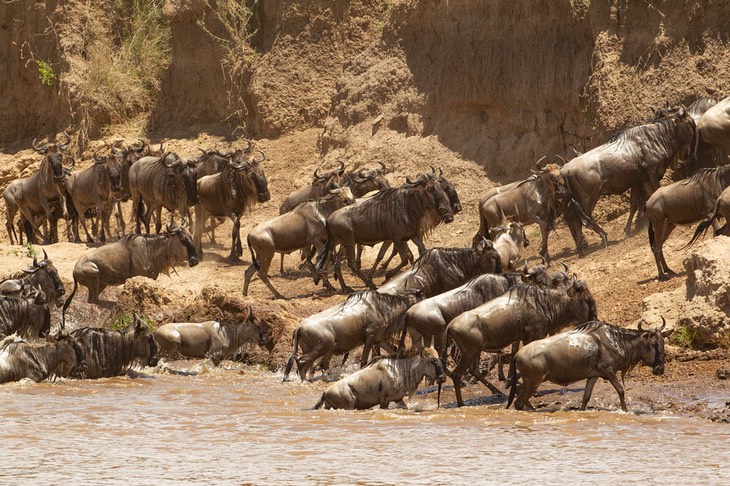 wildebeest