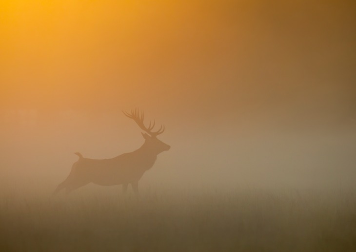 red deer