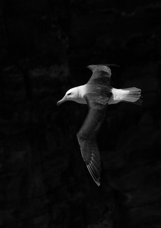 black browed albatross