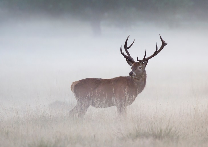 red deer