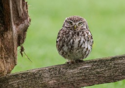 little owl