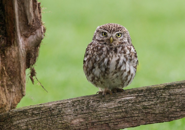 little owl