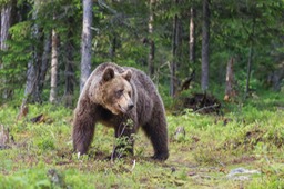 brown bear