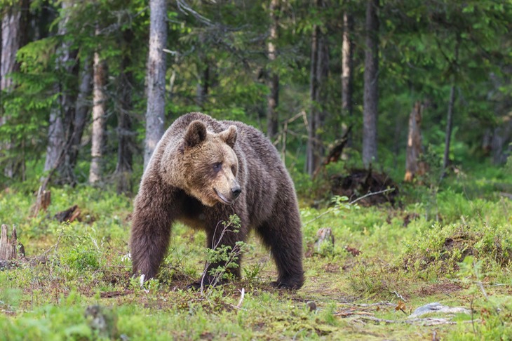 brown bear