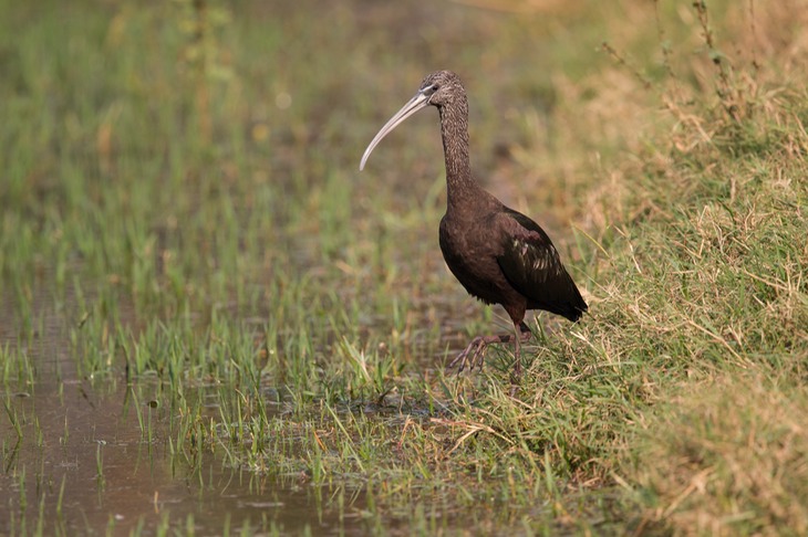 glossy ibis