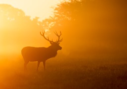 red deer