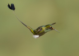 booted racket tail