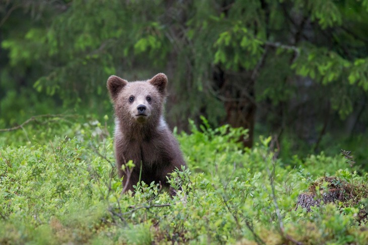 brown bear