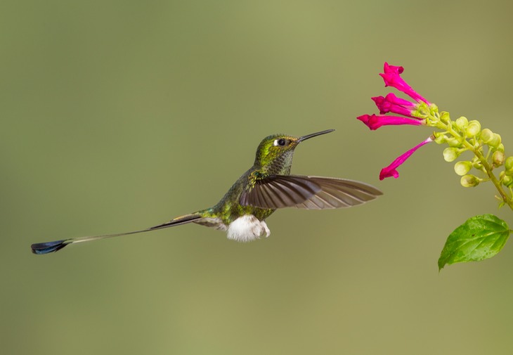 booted racket tail