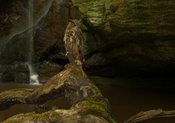 eagle owl