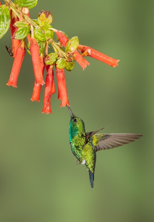 western emerald