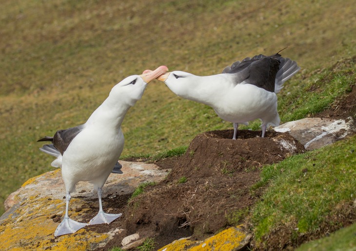 black browed albatross