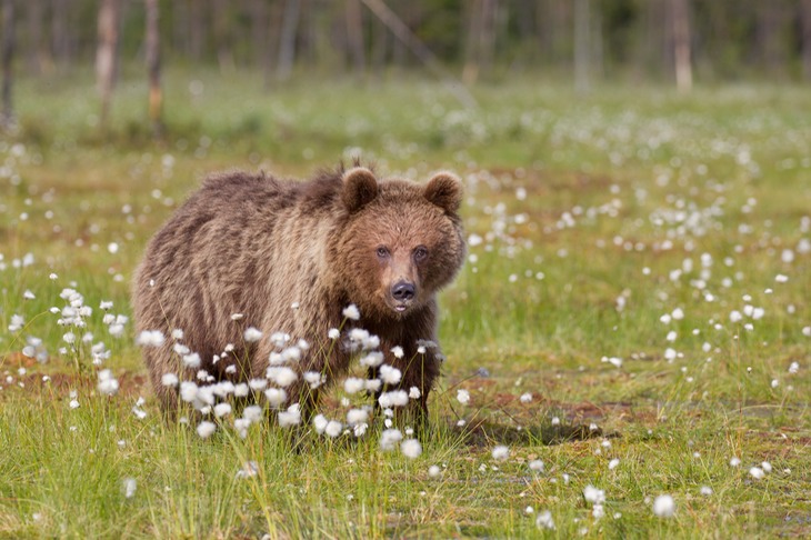 brown bear