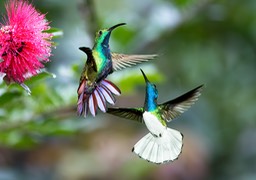 green breasted mango