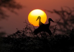 open billed stork