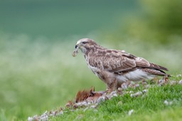 common buzzard