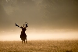 red deer