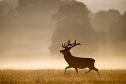 red deer