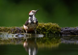 middle spotted woodpecker