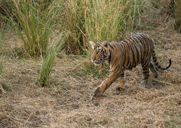 bengal tiger