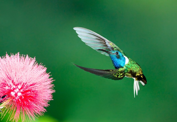 white necked jacobin