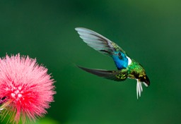 white necked jacobin