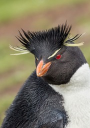 southern rockhopper penguin