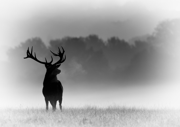 red deer