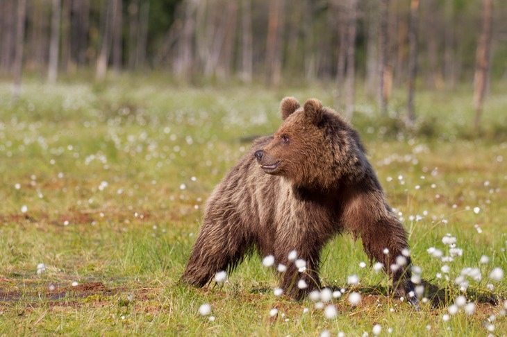 brown bear