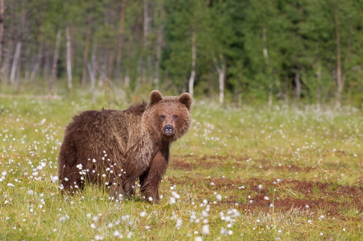 brown bear