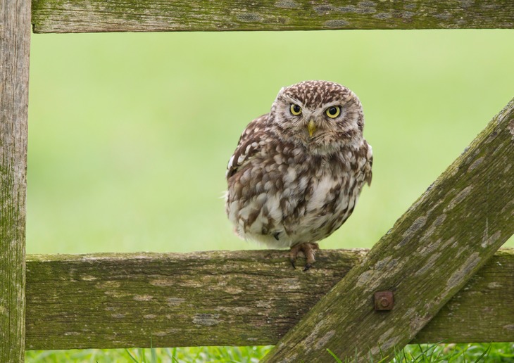 little owl