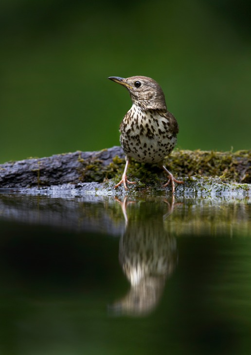 song thrush