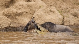 wildebeest