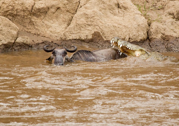 wildebeest