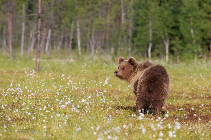 brown bear