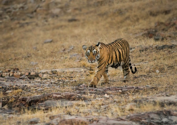 bengal tiger