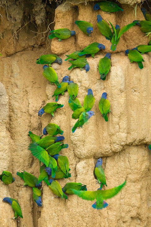 blue headed parrot