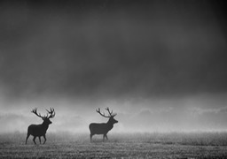 red deer