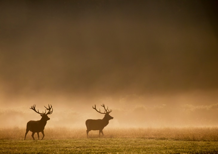 red deer