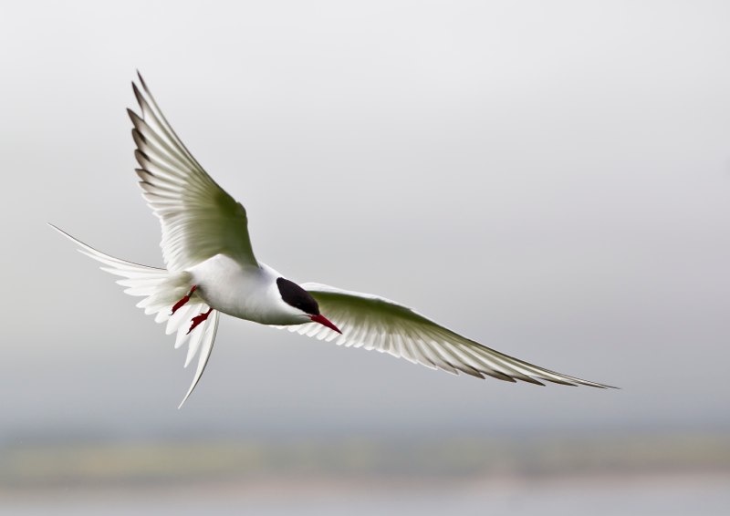 arctoc tern