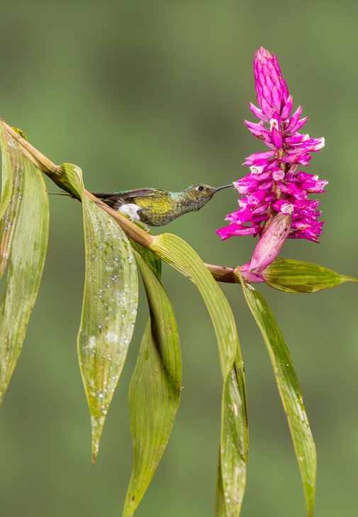 booted racket tail