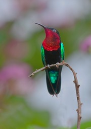 purple throated carib