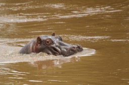 hippopotamus