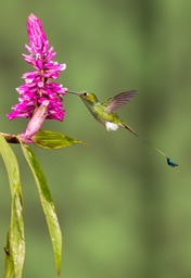 booted racket tail