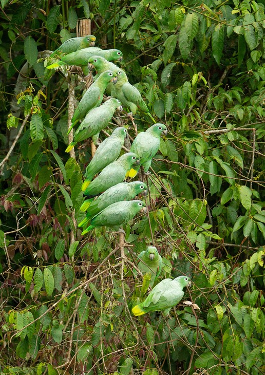 mealy parrot