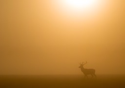 red deer