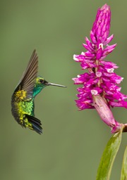 western emerald