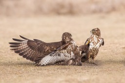 common buzzard