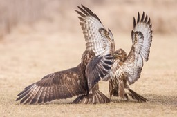 common buzzard