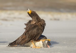 striated caracara